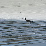 Costa Rica20150409-1710-0325